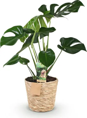 Zdjęcie produktu dla Monstera Deliciosa, roślina doniczkowa o wysokości 50–55 cm, w koszu o średnicy 17 cm, z liśćmi przypominającymi okna