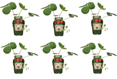 Produktbild von 6x  Erdbeeren  Erdbeerpflanzen