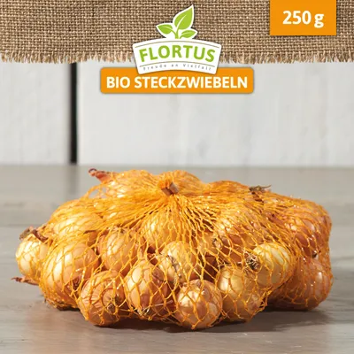 Produktbild von Wintersteckzwiebel Stuttgarter Riesen | Steckzwiebeln von FLORTUS, Menge:250 g