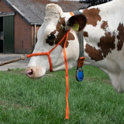 Image de Licol Cow grand réglable large orange