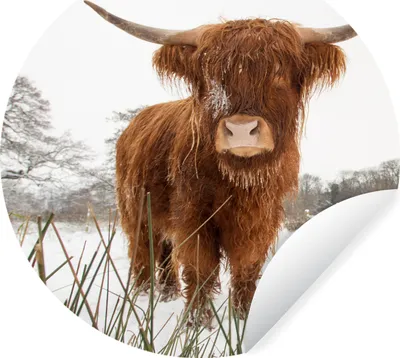 Produktbild von MuchoWow® Runde Wandtattoo - Wandsticker Tapete Aufkleber Schottischer Highlander - Schnee - Winter Ø 50 cm Selbstklebend und Repositionierbar - Wandaufkleber - Kreis - Wand Kreis - Wand Bild - Foto Tapete - Selbstklebende - Wohnzimmerdekoration - Wand Dekoration - Kinderzimmer