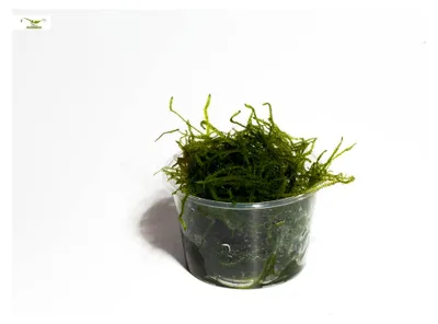 Produktbild von Javamoos - Taxiphyllum barbieri - Portion