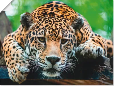 Produktbild von ARTland Poster Südamerikanischer Jaguar Größe: 40x30 cm