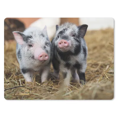 Produktbild von MuchoWow® Mauspad Mousepad Schwein - Tiere - Ferkel 40x30 cm - Mousepads - Maus Mat - Pad - Mausunterlage - Anti Rutsch