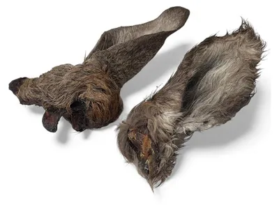 Produktbild von Hirschohren getrocknet mit Fell 500g Hundesnack Kausnack Hundeleckerlie getreidefrei für Hunde natürlich ohne Zusätze