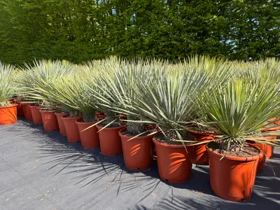 Produktbild von Yucca Rostrata - Winterhart bis -20 Grad Höhe 70-90 cm - Originalbild von uns