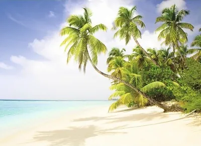 Produktbild von Fototapete Vlies 18292 Beach South Seas 7-tlg. 350 x 260 cm