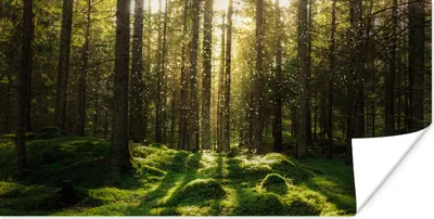 Produktbild von MuchoWow® Poster Bäume - Wald - Moos - Pflanzen - Sonne - Natur 40x20 cm - Poster für die Wand - Poster Schlafzimmer