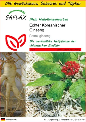 Produktbild von SAFLAX Anzucht Set - Echter Koreanischer Ginseng - Panax ginseng - 10 Samen - Mit Mini-Gewächshaus, Anzuchtsubstrat und 2 Töpfen