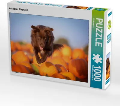 Produktbild von CALVENDO Puzzle Australian Shepherd | 1000 Teile Lege-Größe 64x48cm Foto-Puzzle für glückliche Stunden