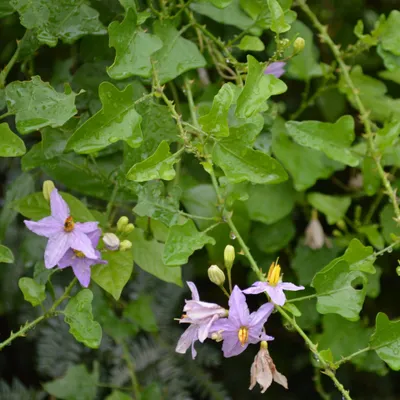 Obrázek produktu pro Thuthuvalai (Solanum trilobatum)  – 10 semen
