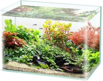 Produktbild von Famanu Glasfischschale - Klein Aquarium - 35 cm - Klar