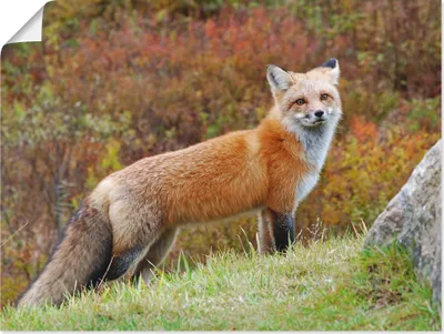 Produktbild von ARTland Poster Fuchs I Größe: 120x90 cm