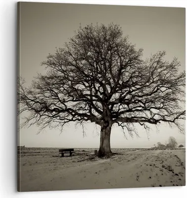 Produktbild von Bild auf Leinwand - Leinwandbild - Einteilig - Baum Schnee Sepia - 60x60cm - Wand Bild - Wanddeko - Wandbilder - Leinwanddruck - Bilder - Wanddekoration - Leinwand bilder - Wandbild - AC60x60-4161