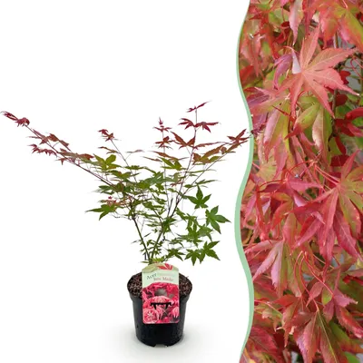 Image de Plante de terrasse - Erable Japonais - Acer palmatum Beni Maiko - Rouge - 1 Plante - Caduque - 60-70cm - Ø25cm - Plante de jardin