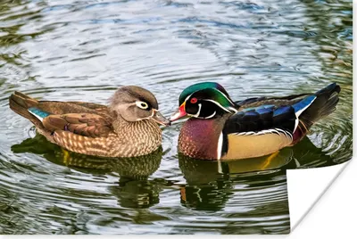 Produktbild von MuchoWow® Poster Ente - Vögel - Wasser - Federn - Tiere 90x60 cm - Schlafzimmer