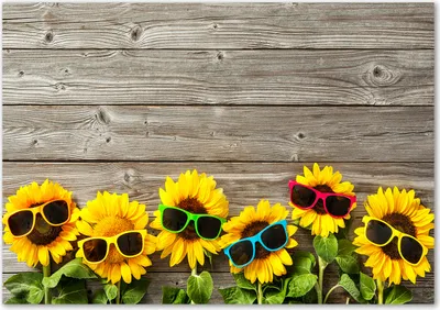 Produktbild von Tulup® Glas-Bild - 100 x 70 - Wandbild aus Glas - Wandkunst - Wandbild hinter gehärtetem Sicherheitsglas - Blumen & Pflanzen - Sonnenblumen - Gelb