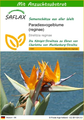 Produktbild von SAFLAX - Paradiesvogelblume (reginae) - Strelitzia reginae - 5 Samen - Mit keimfreiem Anzuchtsubstrat