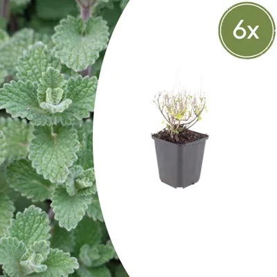 Zdjęcie produktu dla Calamintha n. nepeta | 6 sztuk - 10-25cm - Ø9cm - Roślina ogrodowa