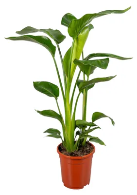 Produktbild von Trendyplants - Strelitzia Nicolai - Paradiesvogelblume - Zimmerpflanze - Höhe 80-100 cm - Topfgröße Ø17cm