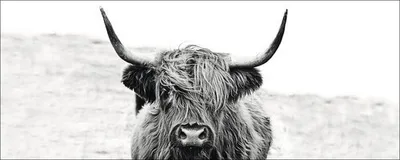 Produktbild von Glasbild Scottish Highland Cattle ll GLA2151 80x30 cm