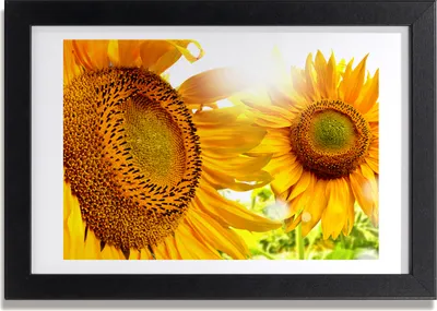 Produktbild von Bild 30x20 MDF-Rahmen, Wandkunst Sunflowers