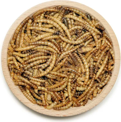 Obrázok produktu pre Múčne červy vo vrecku Jednotlivé krmivo po 5 kg