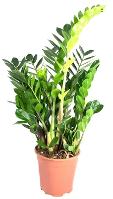 Produktbild von Zamioculcas zamiifolia, im 17cm Topf, Glücksfeder, Höhe ca. 50cm