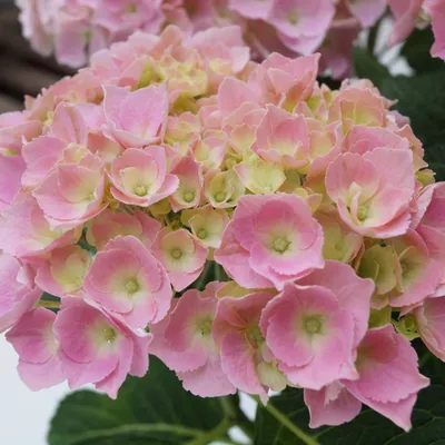 Immagine prodotto di 2 x  Ortensia  - Hydrangea macrophylla 'Bodensee'  | 25-30 cm in vaso