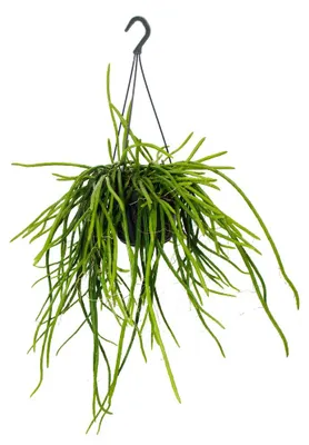 Obrázek produktu pro Elegance městské džungle – moderní kaktus na závěs s nádhernou strukturou listů: Selenicereus wercklei, 15 cm