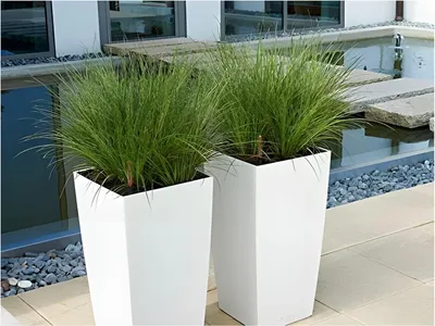 Produktbild von Stauden Gänge 10 x Carex howardii 'Phoenix Green' im 1 Liter Topf - Grüne aufrechte Segge - Kraftvolles Grün für stilvolle Beete