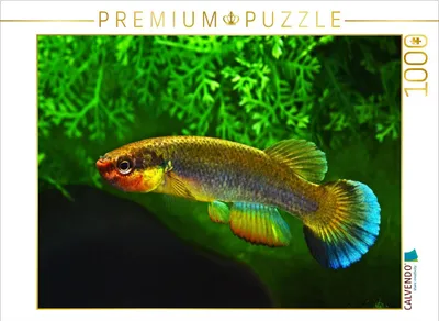 Produktbild von CALVENDO Puzzle Rivulus cylindraceus KUBA | 1000 Teile Lege-Größe 64x48cm Foto-Puzzle für glückliche Stunden