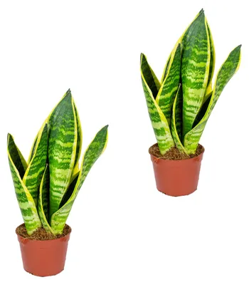 Produktbild von Bloomique - 2er Set - Sansevieria Superba - Bogenhanf - Sukkulenten - Zimmerpflanzen - Sehr Pflegeleicht - Höhe 20-30 cm - Topf 9 cm