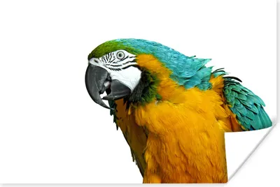 Produktbild von MuchoWow® Poster Papagei - Vogel - Federn - Porträt 90x60 cm - Schlafzimmer