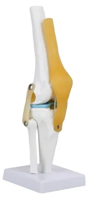 Produktbild von Lebensgroßes Kniegelenksmodell - Menschliches Bandmodell - Anatomie Modell - Skelett Anatomie Studie - Beugen/Strecken Simulation - Teile von Oberschenkel/Schambein - Anatomisches Modell