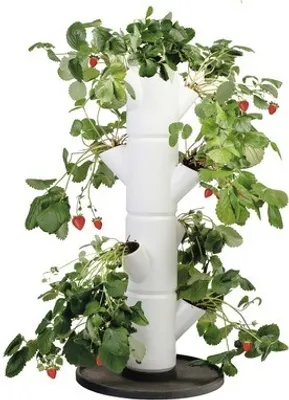 Produktbild von Gusta Garden Sissi Strawberry Starter, Vertikale Pflanzmaschine, Freistehend, Polypropylen (PP), Weiß, andere, Draußen