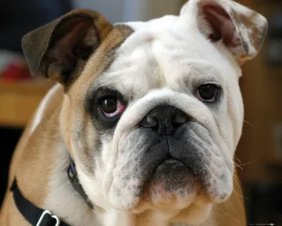 Produktbild von Hunde Kunstdruck Bild - Junge Englische Bulldogge (40 x 50 cm)