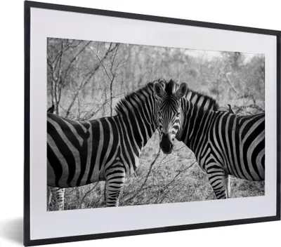 Produktbild von MuchoWow® MuchoWow® Gerahmtes Poster Zwei Zebras 40x30 cm - Poster mit zchwarzem Bilderrahmen - Bilderrahmen - Poster im Rahmen