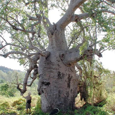 Image de Baobab australien (Adansonia gregorii)  - 5 graines