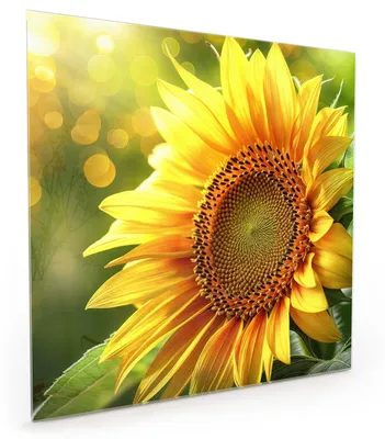 Produktbild von Küchenrückwand Spritzschutz Glas mit Motiv Sonnenblume Blüte 40 x 40 cm
