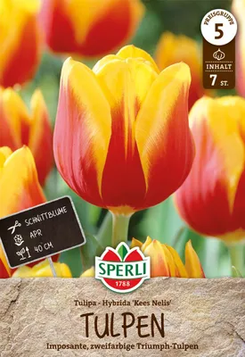 Produktbild von SPERLI Triumph-Tulpe Kees Nelis Tulipa hybrids 7 Zwiebeln