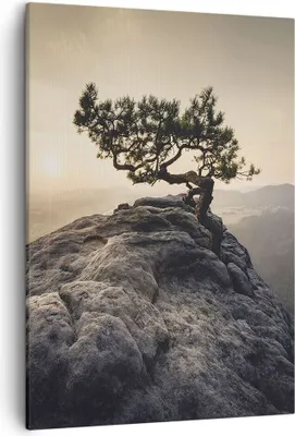 Produktbild von Bild auf Leinwand - Leinwandbild - Einteilig - Alt Kiefer Berge - 50x70cm - Wand Bild - Wanddeko - Wandbilder - Leinwanddruck - Kunstdruck - Wanddekoration - Leinwand bilder - Wandbild - PA50x70-4334