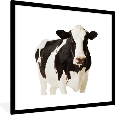Produktbild von MuchoWow® Gerahmtes Poster Kuh - Weiß - Schwarz - Tiere 40x40 cm - Poster mit Schwarzem Bilderrahmen Wandposter Rahmen Foto Bilder - Poster - Plakat im Rahmen