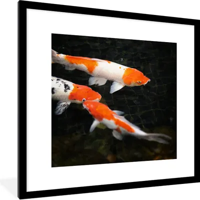 Produktbild von MuchoWow® Gerahmtes Poster Koi-Karpfen in einem flachen schwarzen Teich 40x40 cm - Poster mit Schwarzem Bilderrahmen Wandposter Rahmen Foto Bilder - Poster - Plakat im Rahmen