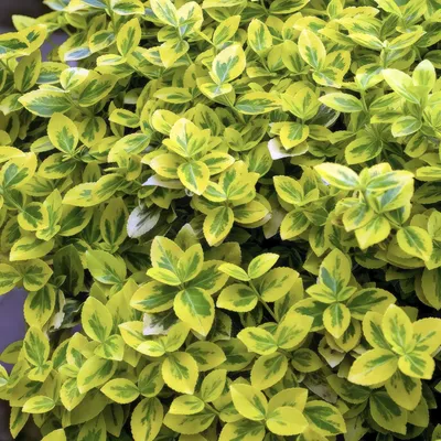 Produktbild von Euonymus fortunei 'Emerald 'n Gold' – Immergrüner Strauch mit gelb – grünem Laub – 48 Pflanzen – ↕10-25cm – Ø9cm – Pflegeleicht & schnittverträglich