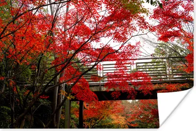 Produktbild von MuchoWow® Poster Brücke durch einen Park mit japanischen Ahornbäumen 120x80 cm - Bilder