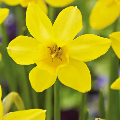 Produktbild von Narzissen Blumenzwiebeln Zwiebeln Blumen Botanische Narzisse Sailboat Lemon 5 St.