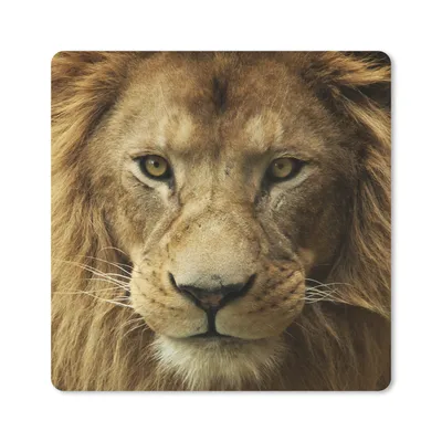 Produktbild von MuchoWow® Mauspad Mousepad Afrikanischer Löwe Porträt 20x20 cm - Mousepads - Maus Mat - Pad - Mausunterlage - Desk Mat - Bureauartikeln