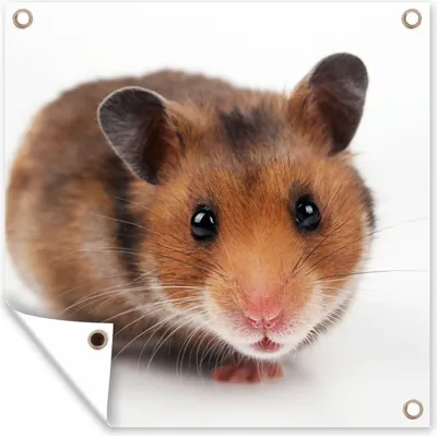 Produktbild von MuchoWow® 100x100 cm Outdoor-Poster Gartendeko Sichtschutz Garten Poster für den Garten  Neugieriger Hamster