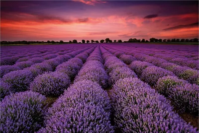 Produktbild von Wallario Premium Vliestapete Fototapete Lavendelfeld unter rotem Himmel in der Größe 400 x 267 cm, extra dick, wird in 5 Teilen geliefert
